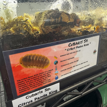 Cubaris Sp. Citrus Panda King Isopod Bin Label